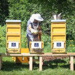150.000 neue Mitarbeiterinnen – Bienen