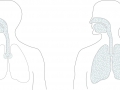 Microsalt_Lungengaengigkeit