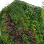 90deGREEN – Garten für die Wand: energieeffizient & wunderschön!
