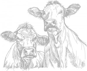 Kuehe_Rinder_zwei_Illustration_Thinkstock_157989278_Vladimir