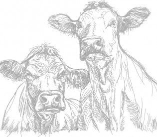 Zartes Rindfleisch
