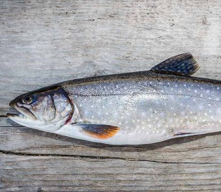 WILDKULTUR Fische