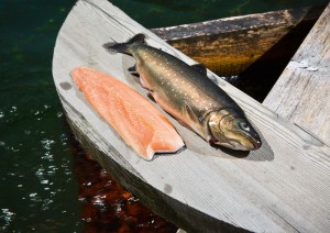 Alpenlachs r Seesaibling