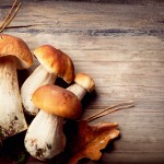 Der Steinpilz als Hauptdarsteller