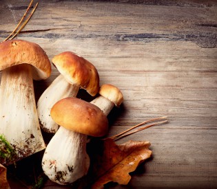 Der Steinpilz als Hauptdarsteller