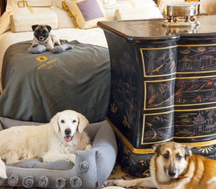 Tierischer Luxus im Hotel Bristol