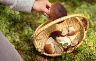 Wild und Pilze aus dem Land der Wälder