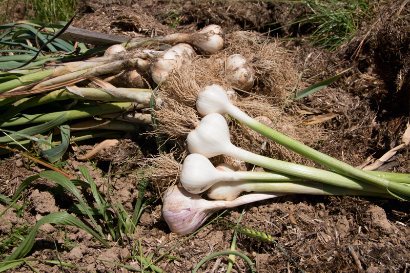 Knoblauch-am-Feld