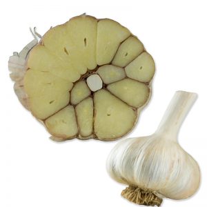 LittleJoe_Knoblauch