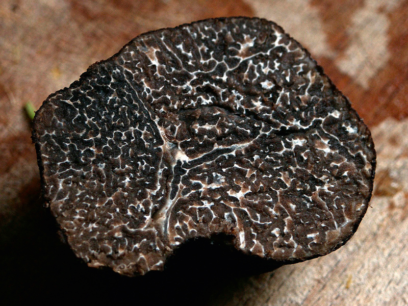 Pilze Trueffel